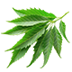 Neem