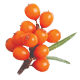 Sea Buckthorn